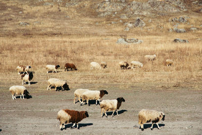 Flock of sheep on field