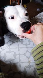 Close-up of woman with dog