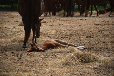 View of horse on field