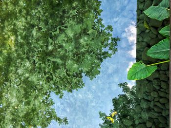 Low angle view of trees against sky