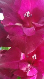 Close-up of pink rose flower