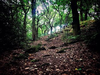 Trees in forest