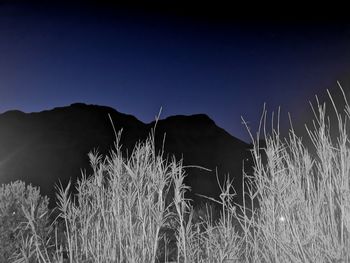 Plants growing on land against clear sky