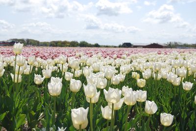 Close-up of white flowering plants on field against sky