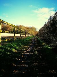 Trees against sky