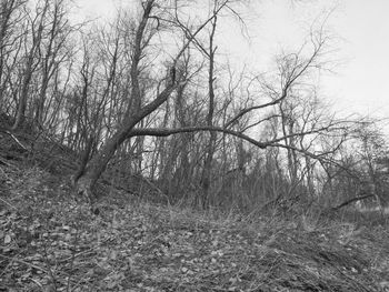 Bare trees in forest