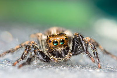 Close-up of spider on footpath