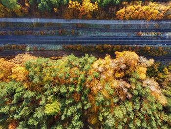 High angle view of trees by lake during autumn