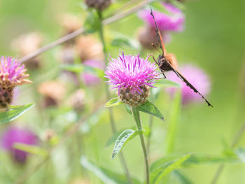 Close-up of thistle blooming outdoors