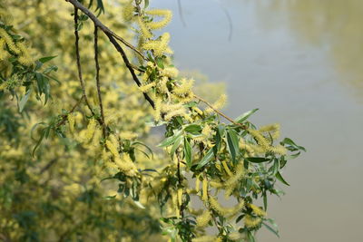 Close-up of flowering plant against trees