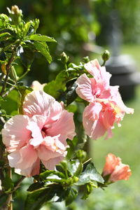 Close-up of pink flowering plant