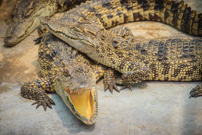 High angle view of crocodile in zoo