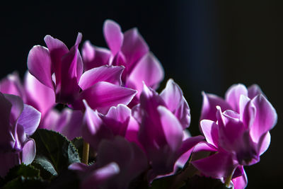 Close-up of purple flowering plant over white background