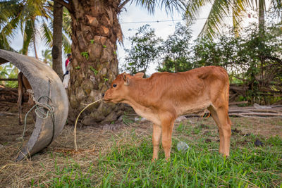 Cow standing in a field