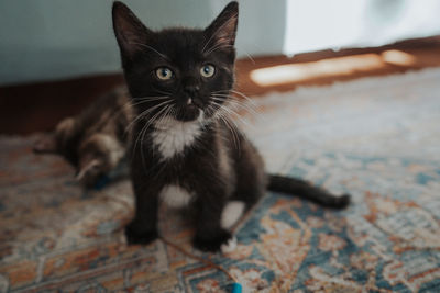 Close-up of kitten sitting on carpet at home