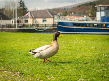 Seagull on a land