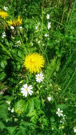 Close-up of white daisy flowers