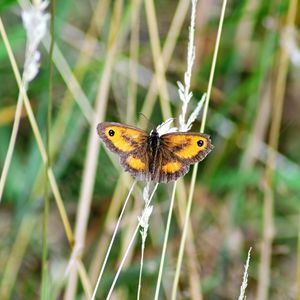 Close-up of butterfly on grass