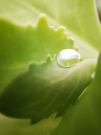 Close-up of water drop on leaf