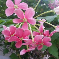 Close-up of pink flowers