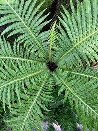 Full frame shot of fern leaves