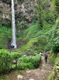 Rear view of waterfall in forest