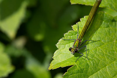 Close-up of insect on leaf