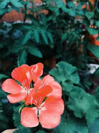 Close-up of red flowering plant