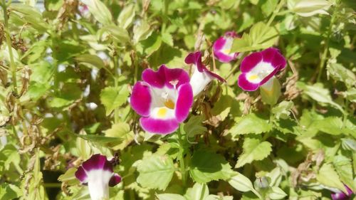 Close-up of pink flowers blooming outdoors