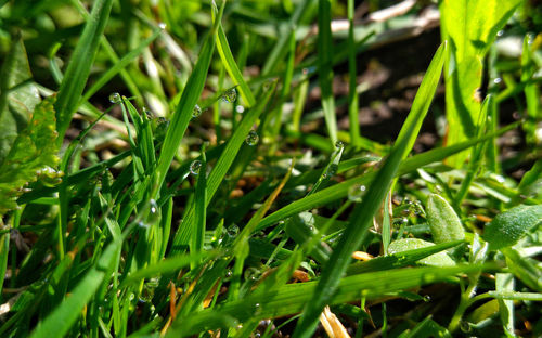 Close-up of fresh green grass in field