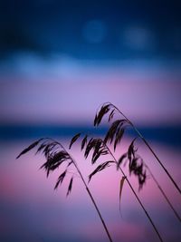 Close-up of silhouette plant against sky during sunset