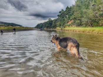 Dog in a lake