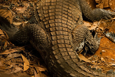 Close-up of crocodile