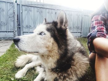 Low section of person with dog