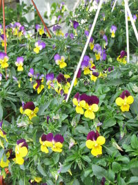 Close-up of yellow flowers blooming in park