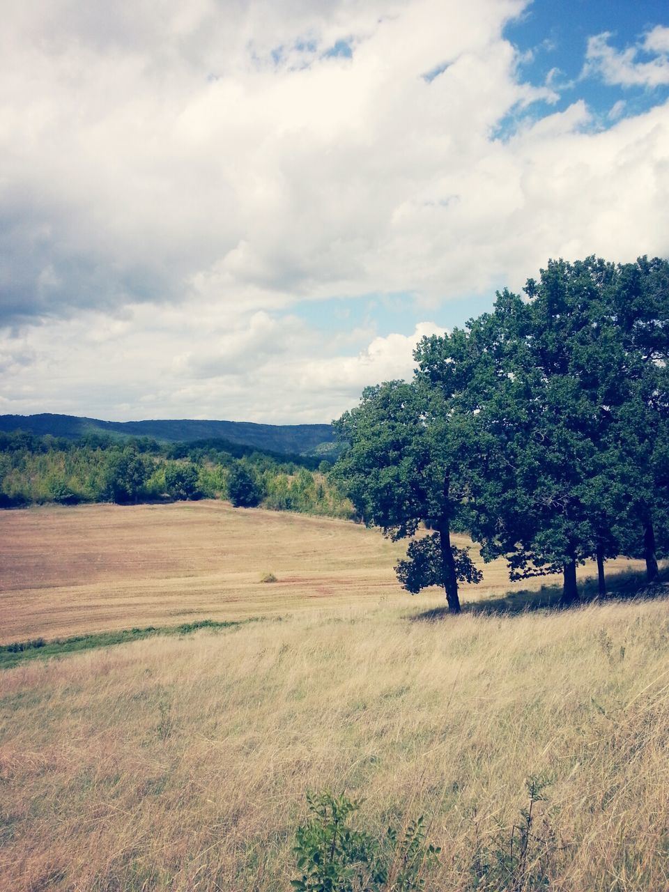 sky, landscape, tranquil scene, tranquility, field, tree, cloud - sky, rural scene, scenics, agriculture, nature, beauty in nature, cloud, farm, grass, growth, cloudy, non-urban scene, remote, day