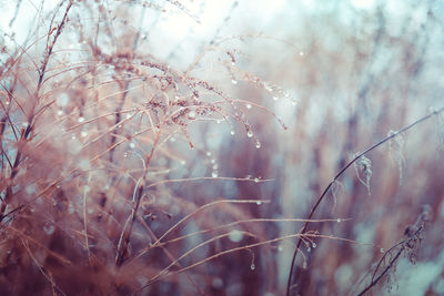 Vintage dry flowers closeup. aesthetic toned nature landscape background. winter design viewphoto