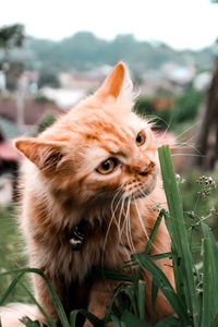 Close-up of a cat