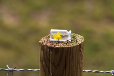 Close-up of flower in bottle on post
