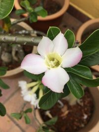 Close-up of flower against blurred background