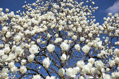 Close-up of white flowers