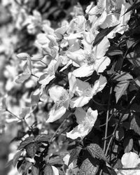 Close-up of flowers blooming outdoors