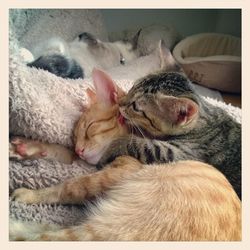 Close up of sleeping cat