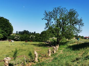 Trees on field against clear blue sky