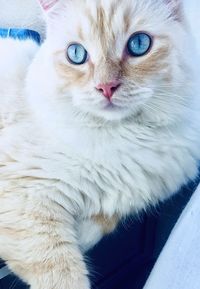 Close-up portrait of cat