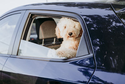 Portrait of dog in car