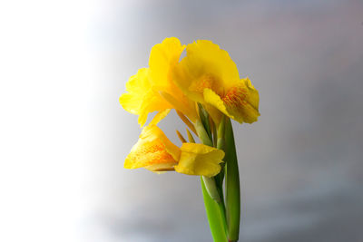 Close-up of yellow flower blooming outdoors