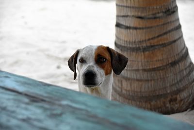 Close-up portrait of dog