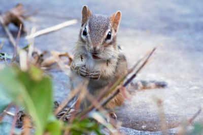 Chipmunk on footpath