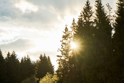 Low angle view of sunlight streaming through trees in forest